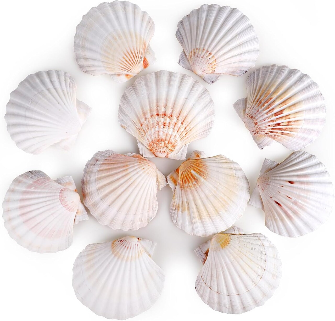 8-Pack Natural White Scallop Seashells, 4–4.5 Inch, Perfect for DIY Crafts, Home Décor, Beach Weddings, and Nautical-Themed Decorations